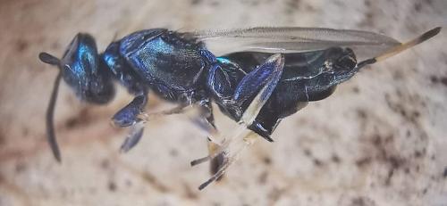 Eupelmus sp.